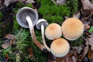 Hypholoma capnoides (6).jpg_product